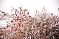Winter Crystals
