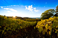 Wine Country, Okanagan Style
