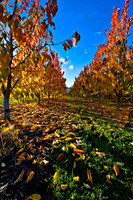 Wine Country, Okanagan Style